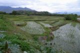 Pěstování rýže